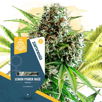 Lemon Power Haze (Zamnesia Seeds) feminizovan&aacute;