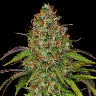 Lemon Power Haze (Zamnesia Seeds) feminizovaná