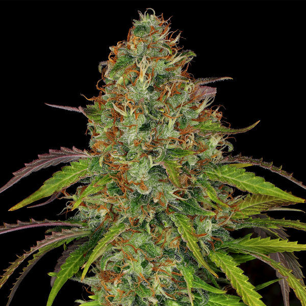 Lemon Power Haze (Zamnesia Seeds) feminizovaná