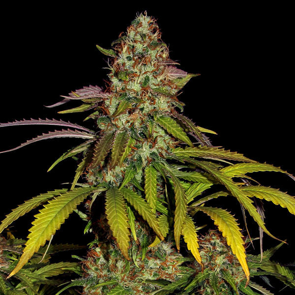 Lemon Power Haze (Zamnesia Seeds) feminizovaná