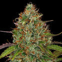 Lemon Power Haze (Zamnesia Seeds) feminizovaná