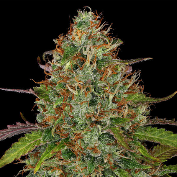 Lemon Power Haze (Zamnesia Seeds) feminizovaná