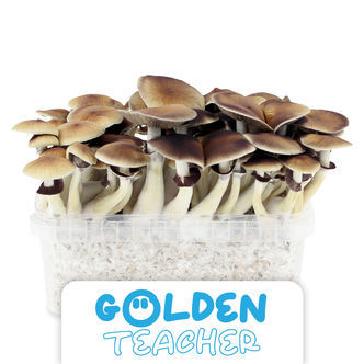 Pěstebn&iacute; sada Zamnesia &bdquo;Golden Teacher"