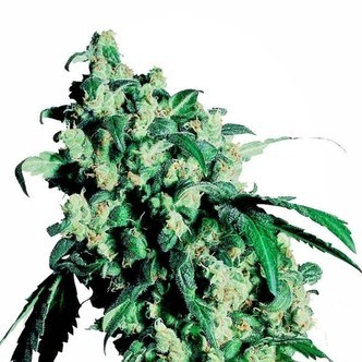 Super Skunk (Sensi Seeds) feminizovan&aacute;