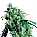 Super Skunk (Sensi Seeds) feminizovaná