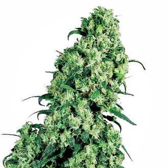 Skunk 1 (Sensi Seeds) feminizovan&aacute;