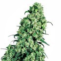 Skunk 1 (Sensi Seeds) feminizovaná