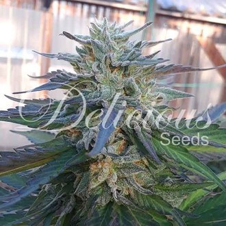 Eleven Roses (Delicious Seeds) feminizovaná