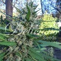 Eleven Roses (Delicious Seeds) feminizovaná