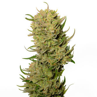 AK-020 Samonakv&eacute;tac&iacute; (Amsterdam Genetics) Feminizovan&aacute;