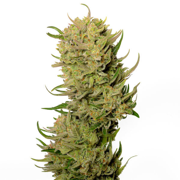 AK-020 Samonakvétací (Amsterdam Genetics) Feminizovaná