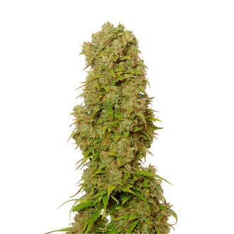 White Choco Samonakv&eacute;tac&iacute; (Amsterdam Genetics) feminizovan&aacute;