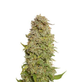 Milkshake Kush Samonakv&eacute;tac&iacute; (Amsterdam Genetics) feminizovan&aacute;