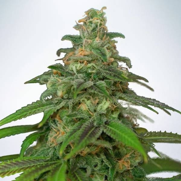 Auto Mandarin Haze (Ministry Of Cannabis) Feminizovaná