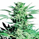 Shiva Skunk (Sensi Seeds) feminizovaná