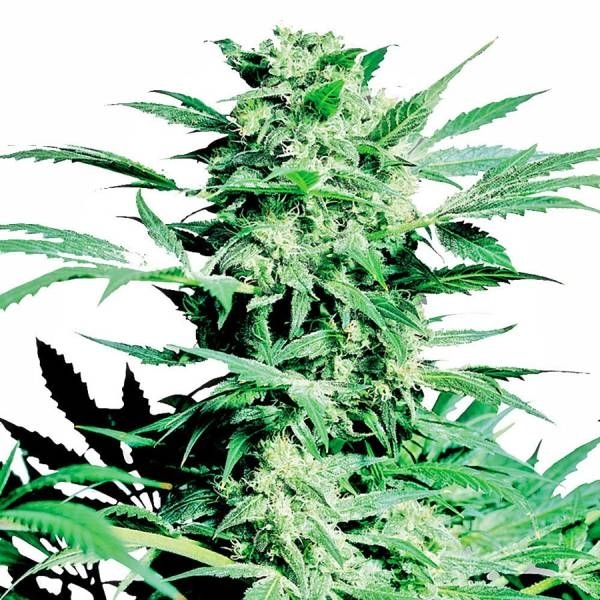 Shiva Skunk (Sensi Seeds) feminizovaná