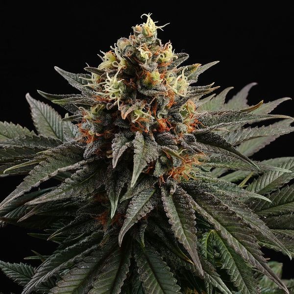 Sativa Dream (Kannabia) feminizovaná