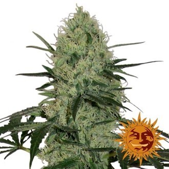 Tangerine Dream Samonakv&eacute;tac&iacute; (Barney's Farm) feminizovan&aacute;