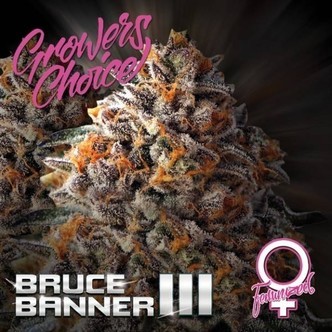 Bruce Banner III (Growers Choice) feminizovan&aacute;
