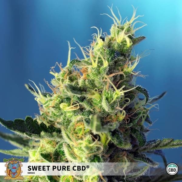Sweet Pure CBD (Sweet Seeds) Feminizovaná