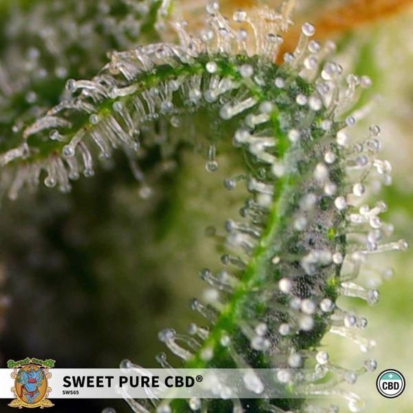 Sweet Pure CBD (Sweet Seeds) Feminizovaná