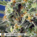 Sweet Pure CBD (Sweet Seeds) Feminizovaná