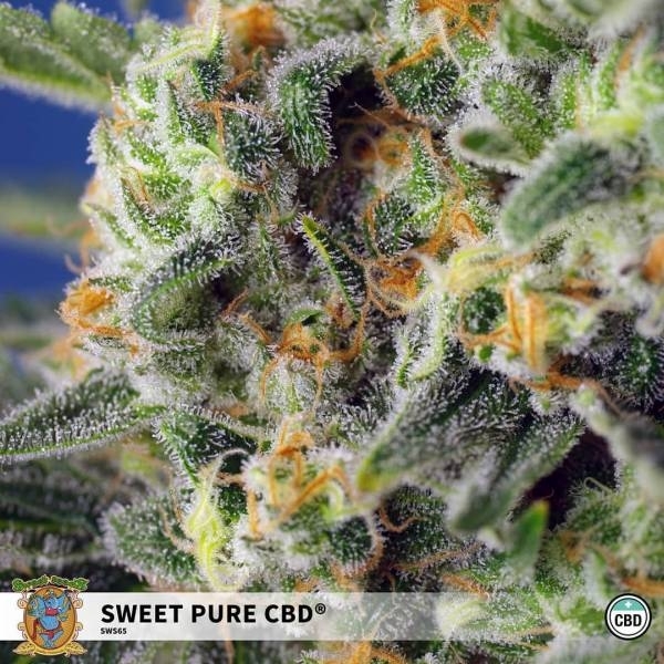 Sweet Pure CBD (Sweet Seeds) Feminizovaná