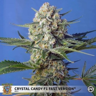 Crystal Candy F1 Fast Version (Sweet Seeds) feminizovan&aacute;