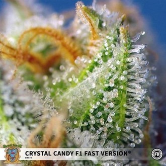 Crystal Candy F1 Fast Version (Sweet Seeds) feminizovaná