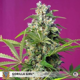 Gorilla Girl (Sweet Seeds) feminizovan&aacute;