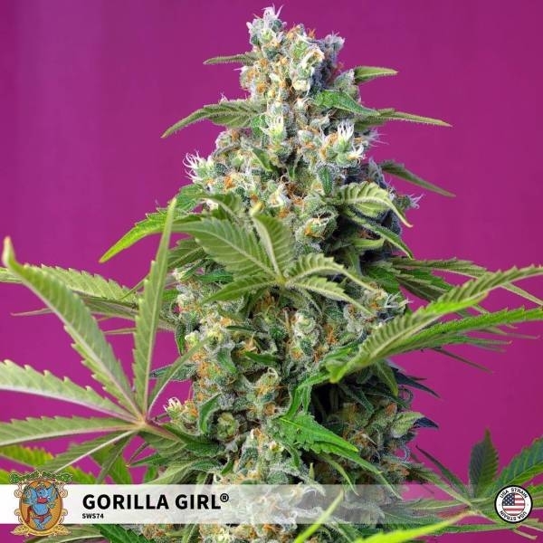 Gorilla Girl (Sweet Seeds) feminizovaná