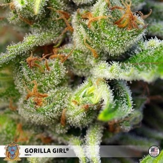 Gorilla Girl (Sweet Seeds) feminizovaná