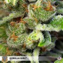 Gorilla Girl (Sweet Seeds) feminizovaná