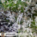 Gorilla Girl (Sweet Seeds) feminizovaná