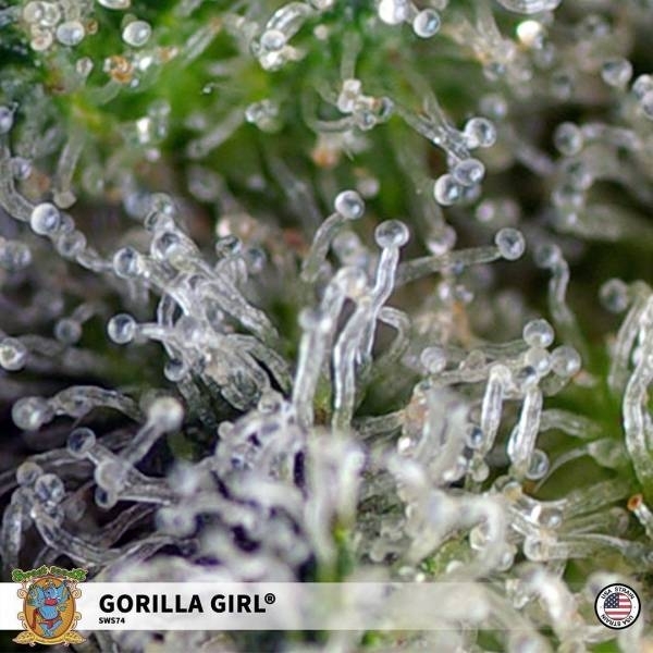 Gorilla Girl (Sweet Seeds) feminizovaná