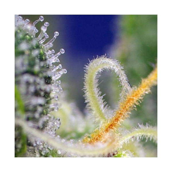 Honey Peach Auto CBD (Sweet Seeds) feminizovaná