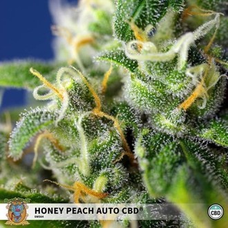 Honey Peach Auto CBD (Sweet Seeds) feminizovaná