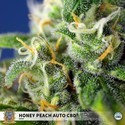 Honey Peach Auto CBD (Sweet Seeds) feminizovaná