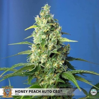Honey Peach Auto CBD (Sweet Seeds) feminizovaná