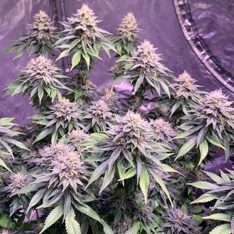 Super Silver Haze (Amsterdam Genetics) feminizovaná