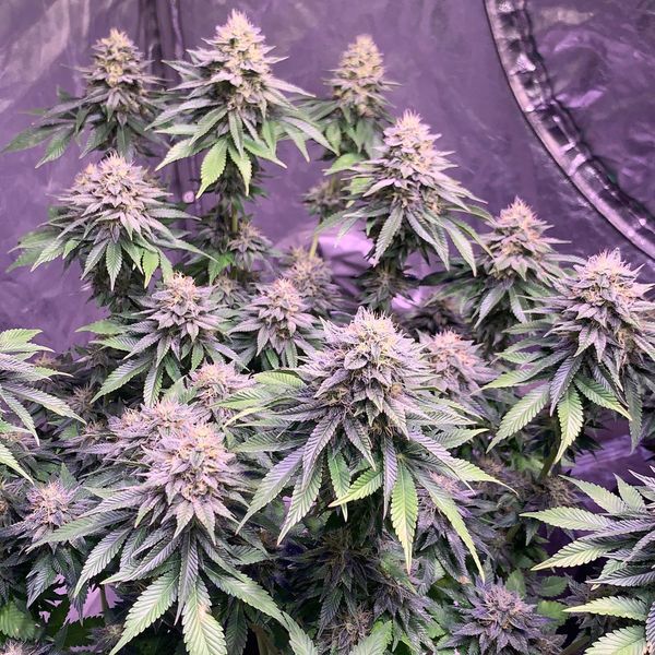 Super Silver Haze (Amsterdam Genetics) feminizovaná