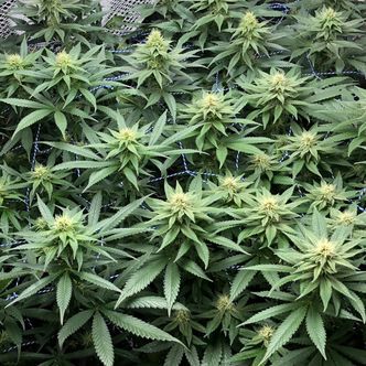 Amazing Haze (Amsterdam Genetics) feminizovan&aacute;