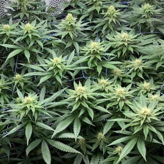 Amazing Haze (Amsterdam Genetics) feminizovan&aacute;