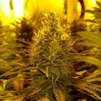 Amnesia Haze (Amsterdam Genetics) feminizovaná