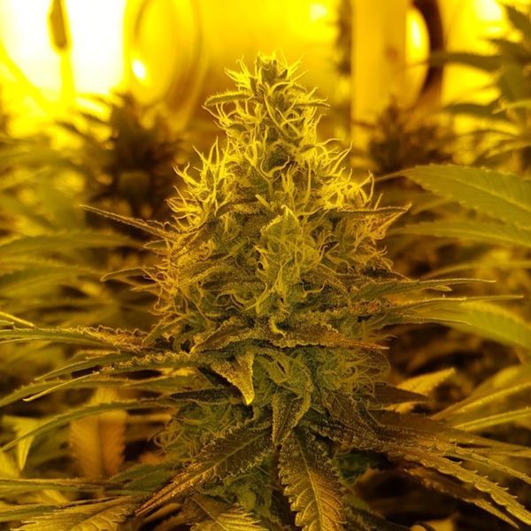 Amnesia Haze (Amsterdam Genetics) feminizovaná