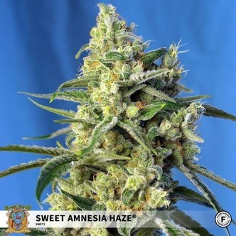 Sweet Amnesia Haze (Sweet Seeds) feminizovan&aacute;