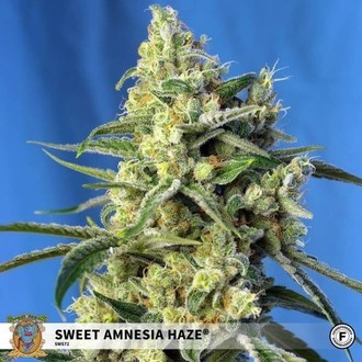 Sweet Amnesia Haze (Sweet Seeds) feminizovan&aacute;