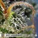 Sweet Amnesia Haze (Sweet Seeds) feminizovaná