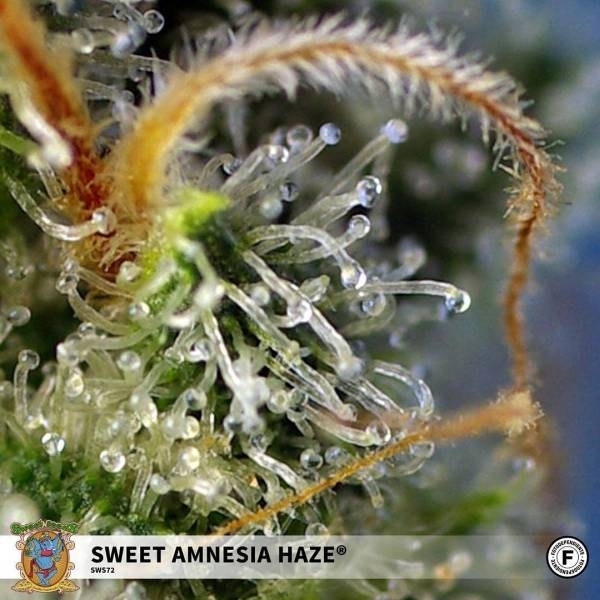 Sweet Amnesia Haze (Sweet Seeds) feminizovaná
