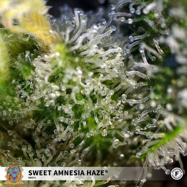 Sweet Amnesia Haze (Sweet Seeds) feminizovaná